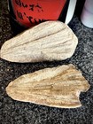 Mazon Creek Fossil Pair Calamites Cordaites Pit 11 Braidwood Il Nodule Siderite