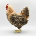 Hansa Hen Plush 35cm Realistic Brown Chicken Stuffed Animal Japan