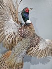 Flying Pheasant Mount On Weathered Barnwood