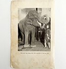 1930 Betty Bell Circus Print Elephant Babe Antique Carnival Ephemera 8 X 5