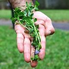 Bacopa Monnieri  moneywort  Bunch 5 Stems Live Aquarium Plants Buy 2 Get 1 Free