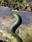 1ct Live Bumblebee Millipede Bioactive Cleanup    a monilicornis 