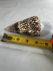 Large Conus Marmoreus Seashell Brown And White Ocean Decor Brown Pattern