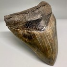 Gorgeous Colors  Sharply Serrated 4 59  Fossil Megalodon Shark Tooth - Usa