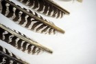 50 - Grade  1 Wild Turkey Primary Feathers For Arrow Fletching Left Wing