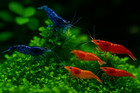 7 Orange 7 Yellow 7 Blue Dream Neocaridina Shrimp Live   Free Shipping Usa