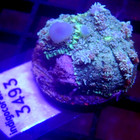 Unique Bounce Mushroom Coral Wysiwyg - Indigo Corals - Ic 3493