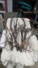 Driftwood For Aquarium Aquascape Freshwater Or Reptiles Habitat   Handmade