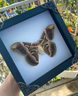 Taxidermy Moth Framed Real Preserved Butterfly Shadow Box Gothic Decor