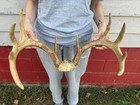 Nice Wild 10 Point Whitetail Deer Antlers Rack Skull Plate Antlers 
