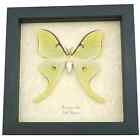 Luna Moth Real Framed Actias Luna Moth Taxidermy Butterfly Art Display