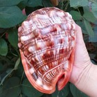 Natural Bull s Mouth Helmet Conch Shell Coral Sea Snail Fish Tank Adorn Ornament