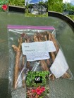 12 Live Vine Clippings Red Trumpet Vine Start Pack Perennial Hummingbird Organic