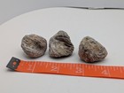 Fossil Oyster Lot     437 Grams     Gryphaea-type Bivalve     Jurassic cretaceous
