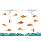 Tervis Goldfish Plastic Tumbler W  Orange Lid  24oz - Clear  Classic