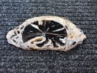 Blue Forest Wy Petrified Palmwood Slab Full Round Polished