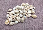 Ring Top Cowrie Seashells Cypraea  approx  Half Cup   -40 Shells 0 5  Inches 