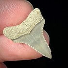 Great White Shark Tooth  89  Megalodon Teeth Era Fossil Unrestored
