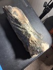 Large Megafauna Fossil Bone Extinct Mammal Ice Age
