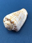  1 Strombus  conomurex  Luhuanus 57mm Kagosima Japan