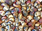 1 3 Cup Of Small Nerita Sea Shells 3 4    Under - Crafting