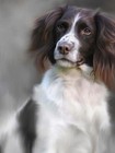 Nigel Hemming English Springer Spaniel Print  Art Canine Ltd Edition