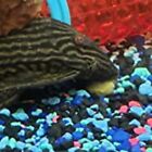 Sinking Wafers Of Spirulina  Algae  For Plecos  Shrimp  Snails And More  Zeigler