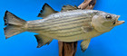 Real White Perch Fish Taxidermy Rare Wall Mount 11    Skin On 14    Driftwood Vtg Vg