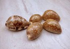 Calf Cowrie Seashells Light Brown Cypraea Vitellus  5 Shells Approx  2  Inches 