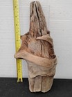 Pine Knot For Wood Carving