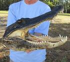 14  Alligator Head From A 10 Foot Louisiana Gator Taxidermy Swamp Wars Authentic