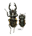Beetle  Insect - H7689   lucanidae  Odontolabis Paulei  pair -huge 77 2mm  Laos