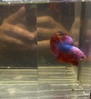 Betta Male Plakat Koi Nemo Marvel Fancy Hmpk