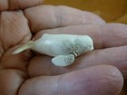 Whal-w137 Little Beluga Whale Of Shed Antler Figurine Bali Detailed Love Whales