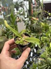 Trichopilia Marginata Compact Orchid Species 