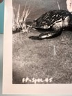 1950 s Walt Disney Photo  Davey Crockett Fess Parker  4