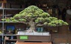 Big Sale - Bonsai Ficus Compacta B001 -  Unique Specimen - Real Picture