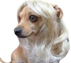 Dog Costumes Colorfull Synthetic Hair Pet Wig Lovely Pet Dog Wigs Blonde S -size