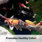 Kaytee Koi s Choice Koi Floating Fish Food 10 Lb Bag