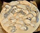 40  Natural Oyster Shell Lot Nc Beach Found Coastal Craft Decor Mix Sizes East