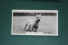 Norwich Terrier   Show Champion  Vintage 1939 Photo Card   Ee28