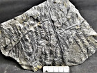 Alethopteris Lonchitica     Carboniferous Fossil Fern