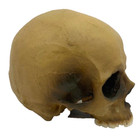 Skull Statue Resin Halloween Skeleton Head Collectible Decor Spooky