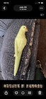 Vintage Yellow Ceramic Parrot Wall Pocket Planter - Excellent Condition
