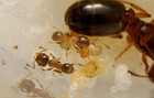 Pheidole Bicarinata 1-10 Worker Colony   Big Headed Ants  feeder 