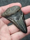 2 3 4   Authentic Prehistoric Megalodon  Fossil Shark Tooth Teeth Free Shipping 
