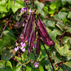 Gothic Garden Purple Winged Bean Seeds - Heirloom  Non-gmo Edible Leaves Flower