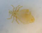 2 Antique Microscope Slides  Canadian Cattle Louse And Book Insect 
