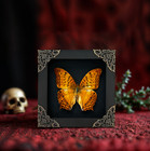 4 7  Real Orange Butterfly Framed Wall Hanging Decor Taxidermy Insect Black