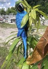 Latex Fiberglass Mold  Make Concrete Or Plaster Hanging Parrot 